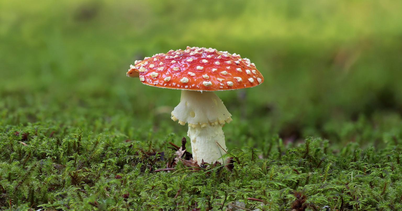 Warum Heißt Der Fliegenpilz Fliegenpilz Der Fliegenpilz - Amanita muscaria
