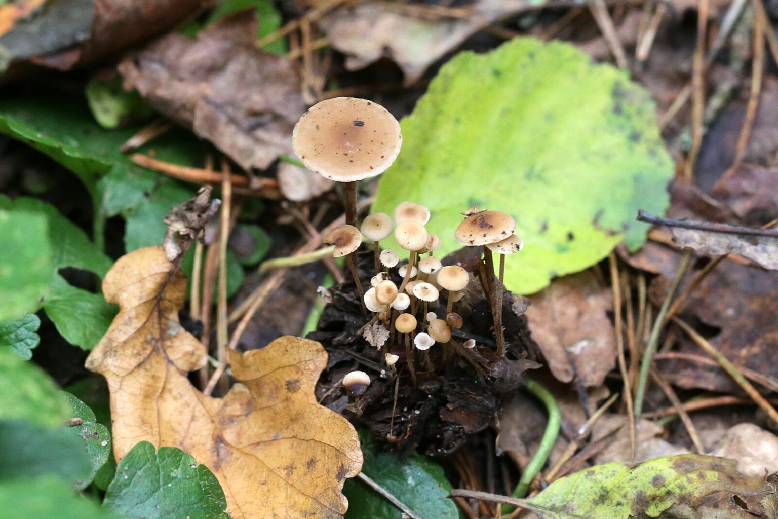 Fichtenzapfenrübling Strobilurus esculentus [Speisepilz]