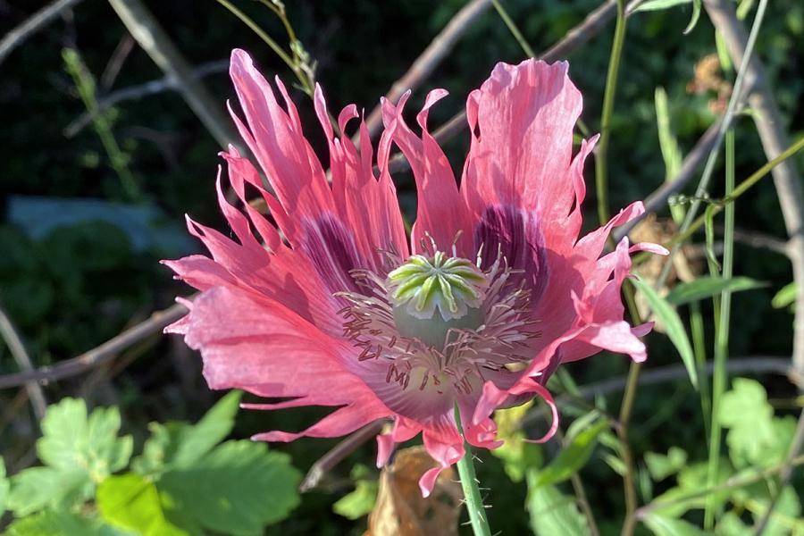 Auf diesem Bild ist eine Schlafmohn-Blüte zu sehen. Schlafmohn darf nicht gesammelt werden!