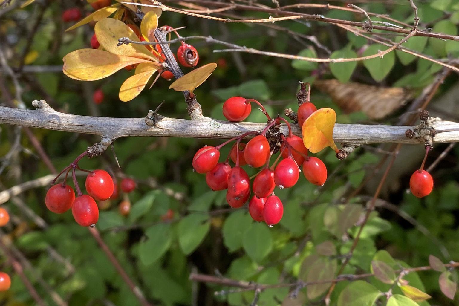 Giftige Beeren Bilder: Zeichnen lernen mit giftigen Beeren!