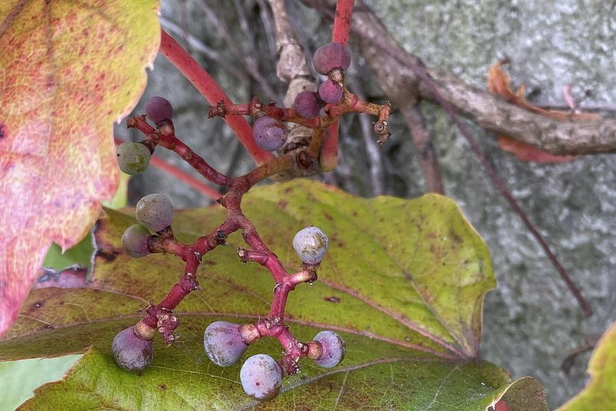Auf dem Bild sehen Sie Beeren des Wilden Weins, auch bekannt als selbstkletternde Jungfernrebe.