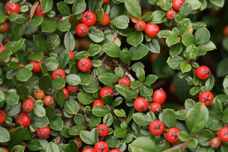 Essbare und giftige Beeren & Früchte einfach erkennen