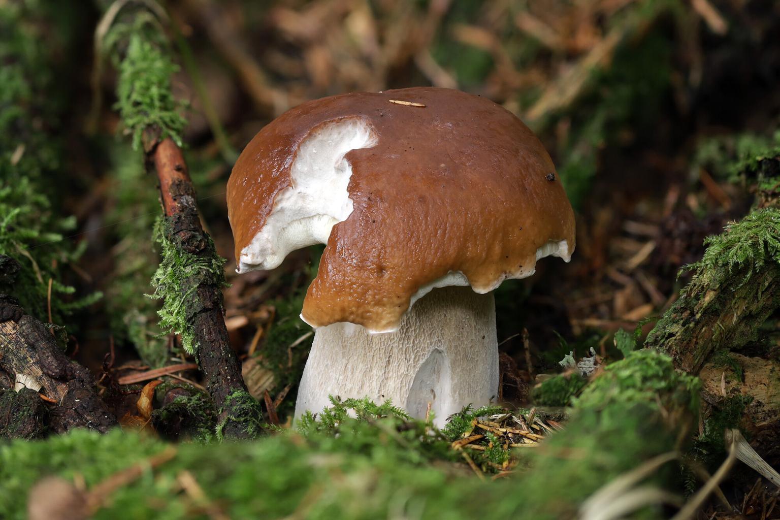 Pilz In Der Speiseröhre Hausmittel pilz.schule