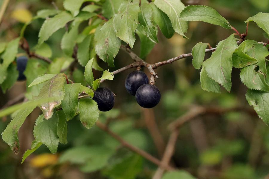 Auf dem Bild sehen Sie essbare Früchte der Schlehe Prunus spinosa