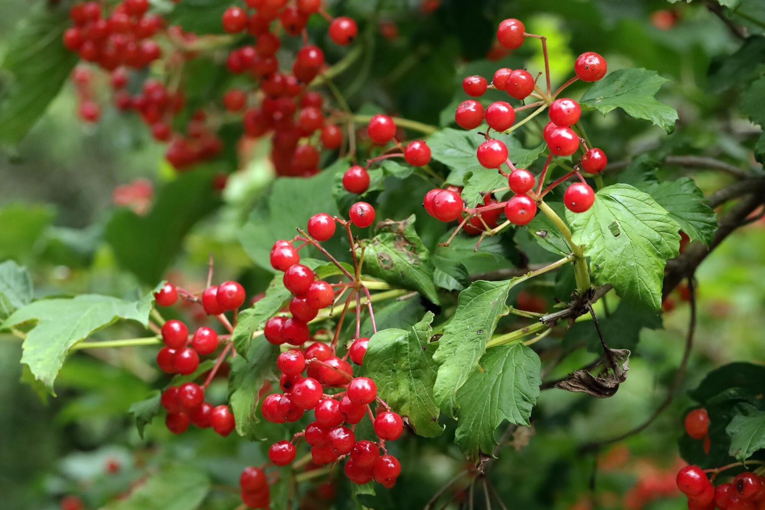 Rote Giftige Beeren