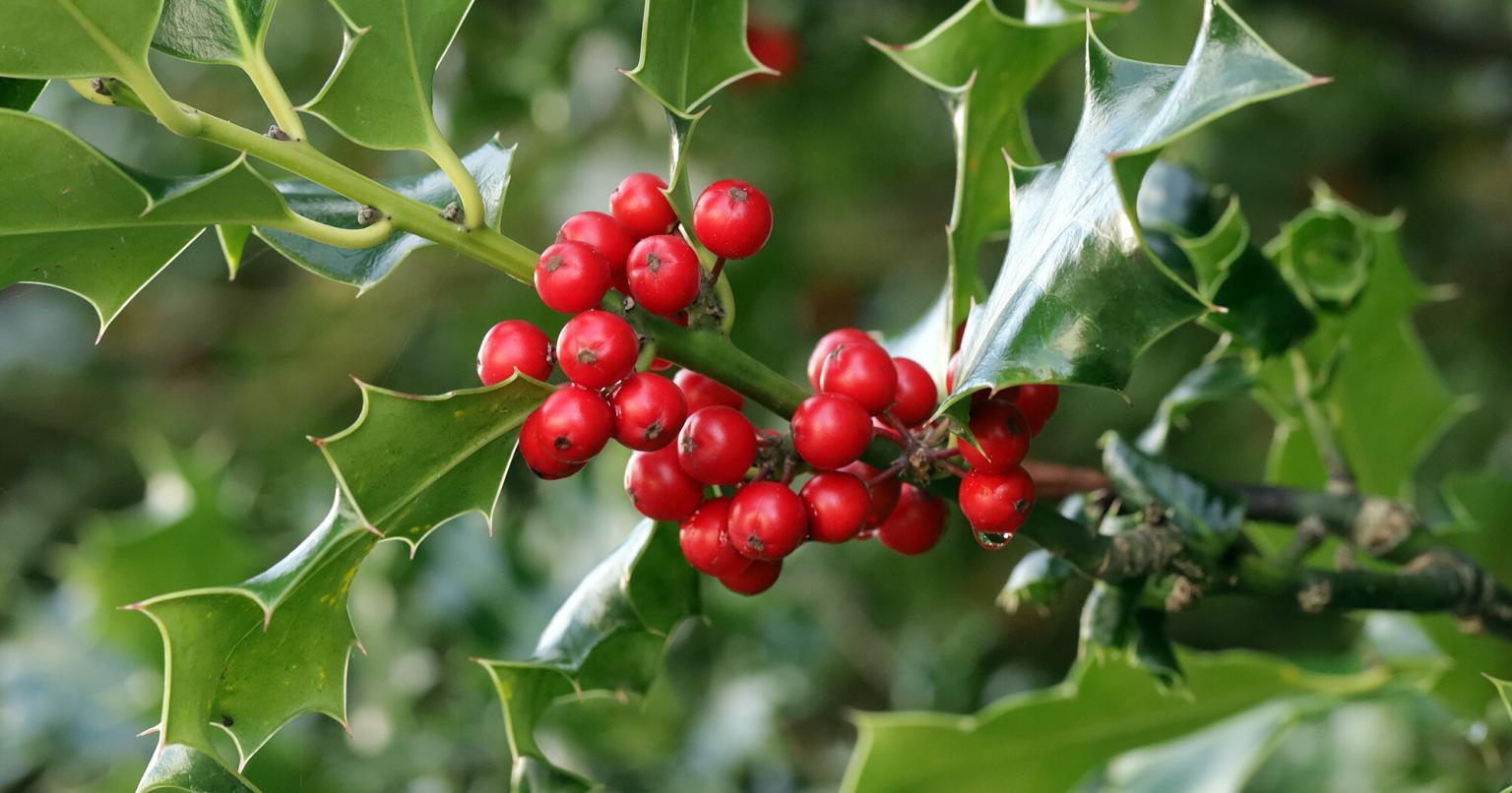 Essbare und giftige Beeren & Früchte einfach erkennen