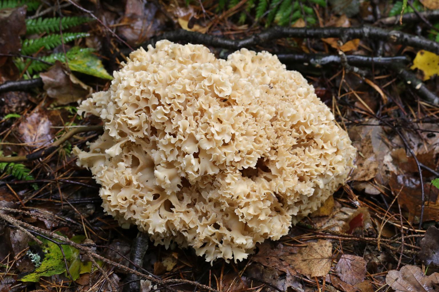 Krause Glucke Pilz