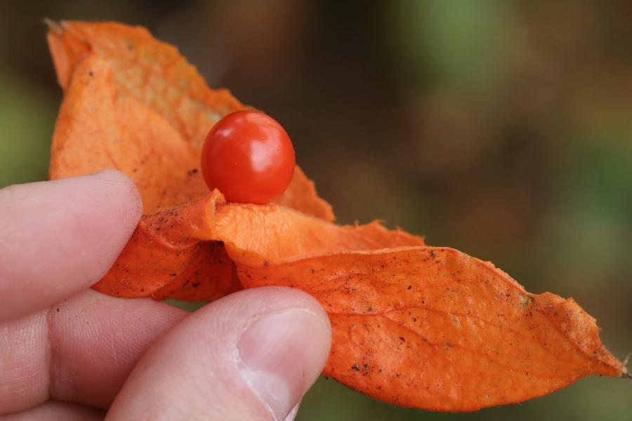 Auf dem Bild sehen Sie eine Beere der Lamionblume Physalis alkekengi, welche ungiftig ist.