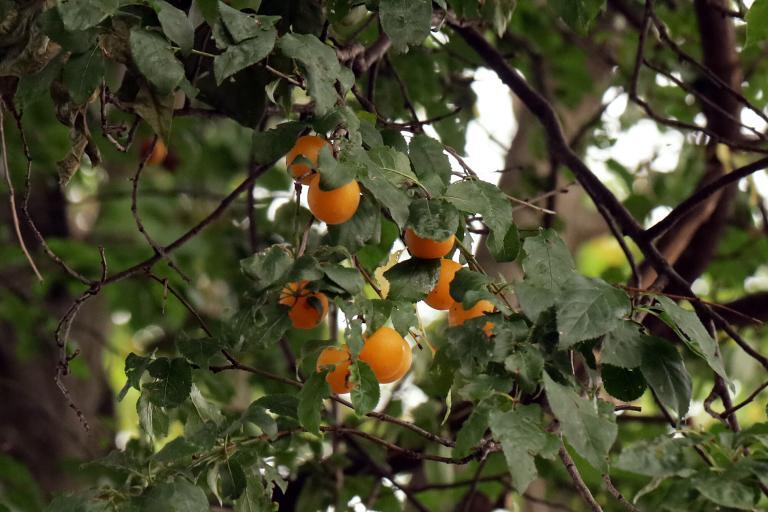 Essbare und giftige Beeren & Früchte einfach erkennen