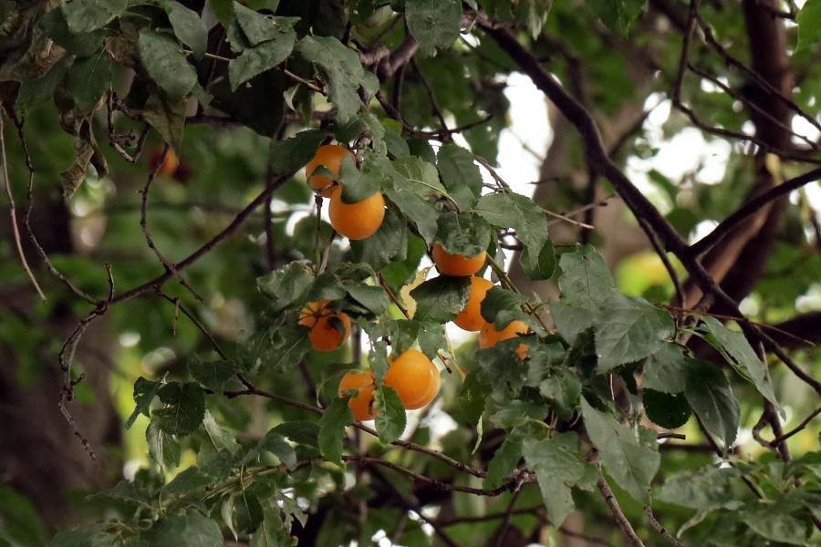 Auf dem Bild sehen Sie essbare Früchte der Mirabelle Prunus domestica subsp. syriaca