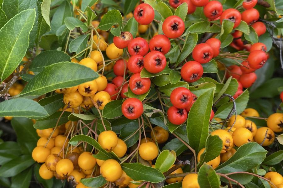 Auf dem Bild sehen sie gelbe und orange Beeren des Mittelmeer-Feuerdorns Pyracantha coccinea, welche leicht giftig sind.