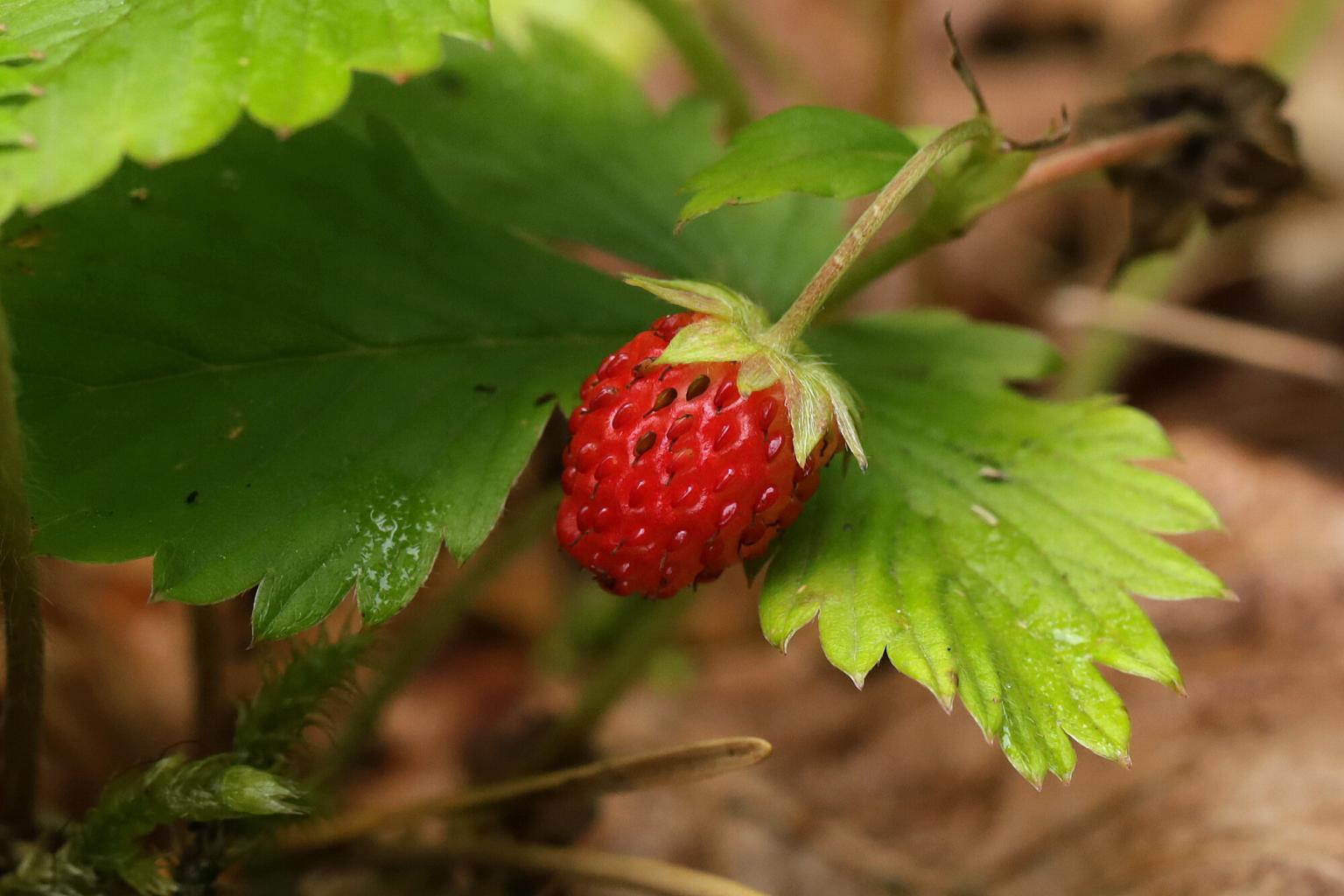 Essbare und giftige Beeren & Früchte einfach erkennen