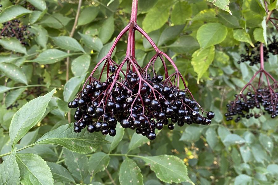 Auf dem Bild sehen Sie ein Früchte des schwarzen Holunders Sambucus nigra, welche gekocht essbar aber roh mittelstark giftig sind.