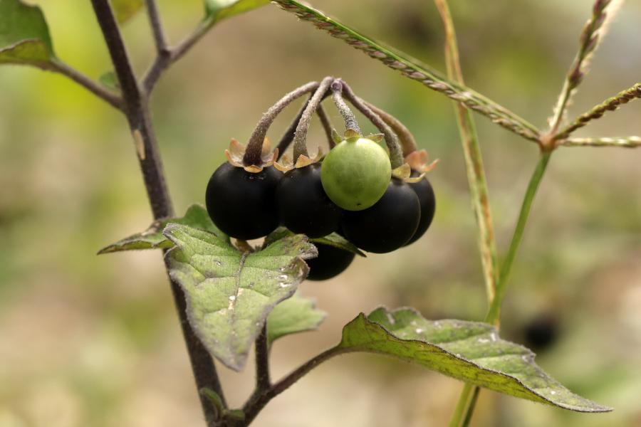 Auf dem Bild sehen Sie die leicht giftigen Beeren des schwarzen Nachtschattens Solanum nigrum