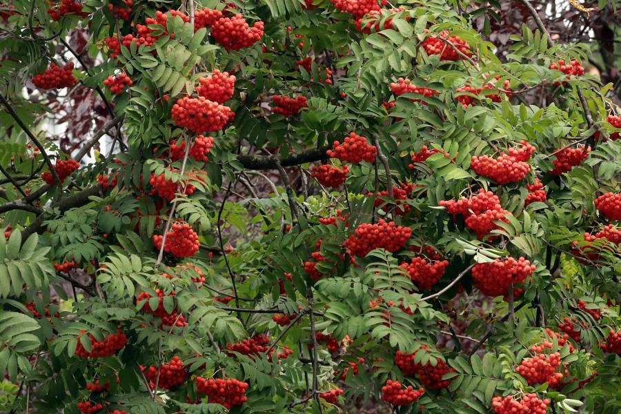 Auf dem Bild sehen Sie die essbarem bis allenfalls leicht giftigen Früchte der Vogelbeere Sorbus aucuparia
