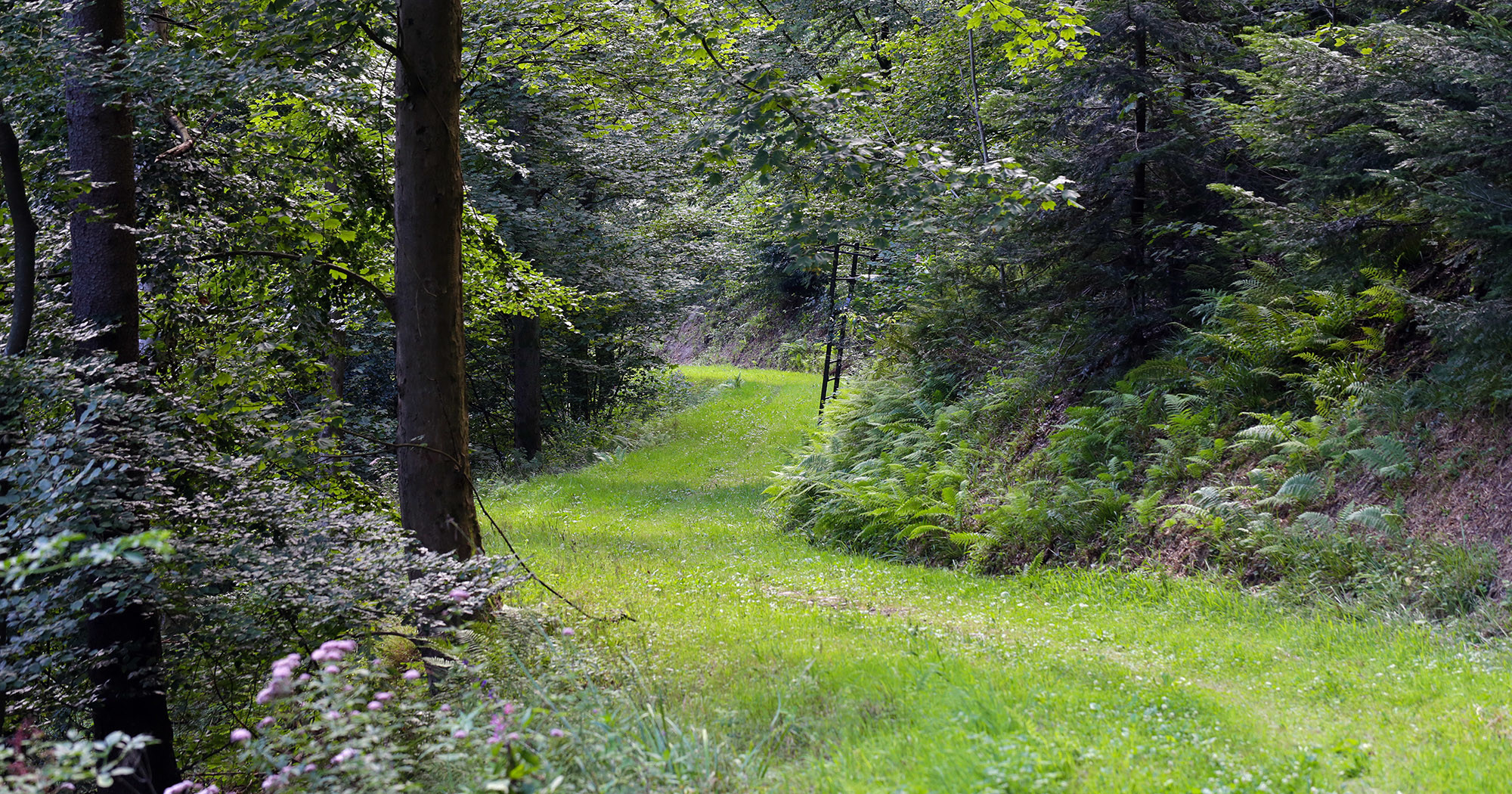 Ein grüner Wanderweg bei Freiburg.