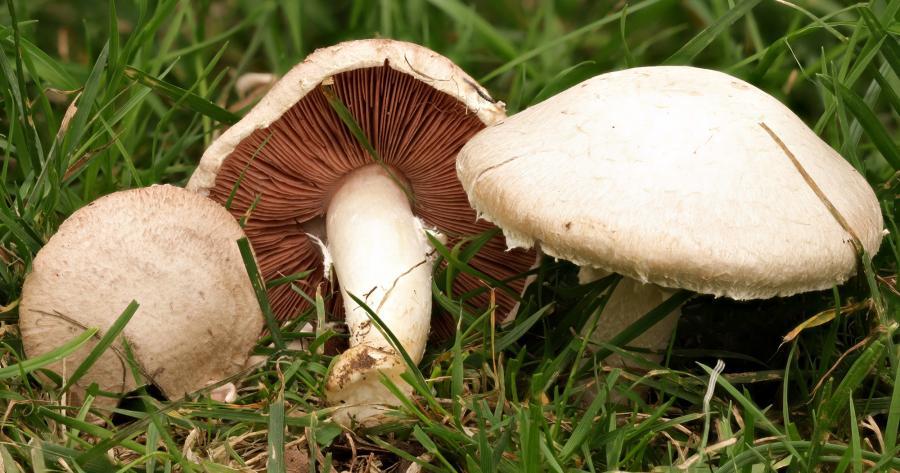 Pilzseminare & Pilzkurse in Freiburg: Wiesenchampignons